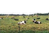 Hier in Weenermoor gibt es auch keine B�ume mehr zum unter stellen wenn die Sonne hei� brennt in Sommer