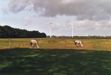 hier gibt es pferde vor windmühlen zusehen
